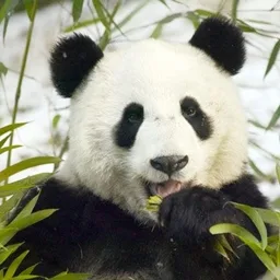 Animals And Pets tag icon