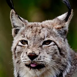 Animals Kit tag icon