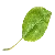 Little Leaf Forest tag icon